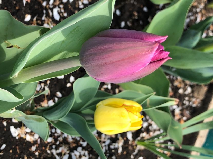 62CF5729-8482-4FF5-8A7C-50E3AD7BBBBB - FLORILE MELE 2021 nr 1