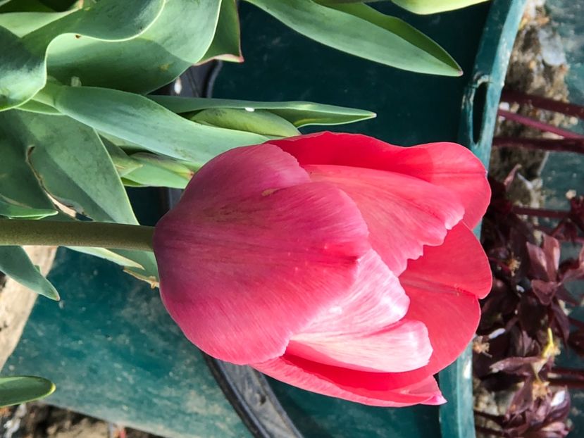 2FC8C4D2-6971-4AD2-995C-02C3243FFF9E - FLORILE MELE 2021 nr 1