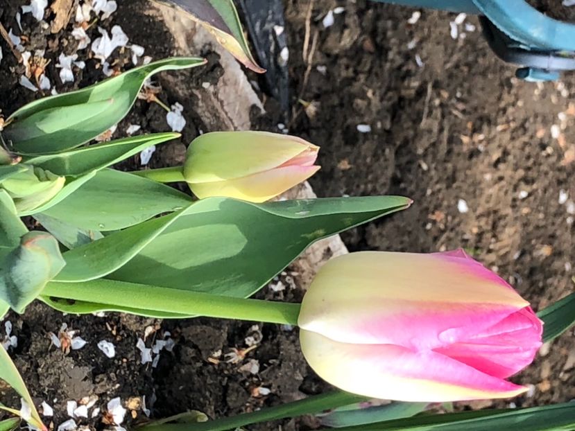 0E923D60-2175-453D-9EBD-F79BC90E2CD6 - FLORILE MELE 2021 nr 1