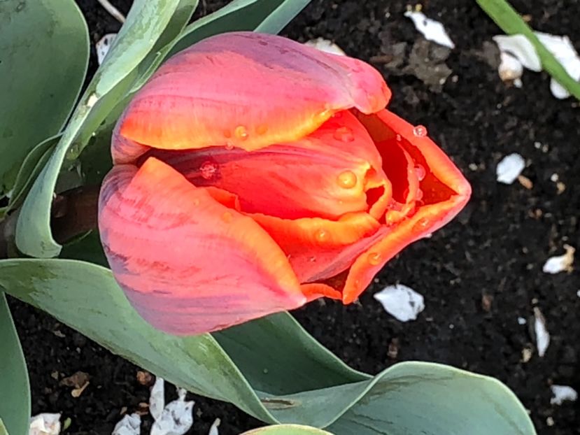 14EA9ABC-C69A-49EE-A17C-C97F1B705170 - FLORILE MELE 2021 nr 1