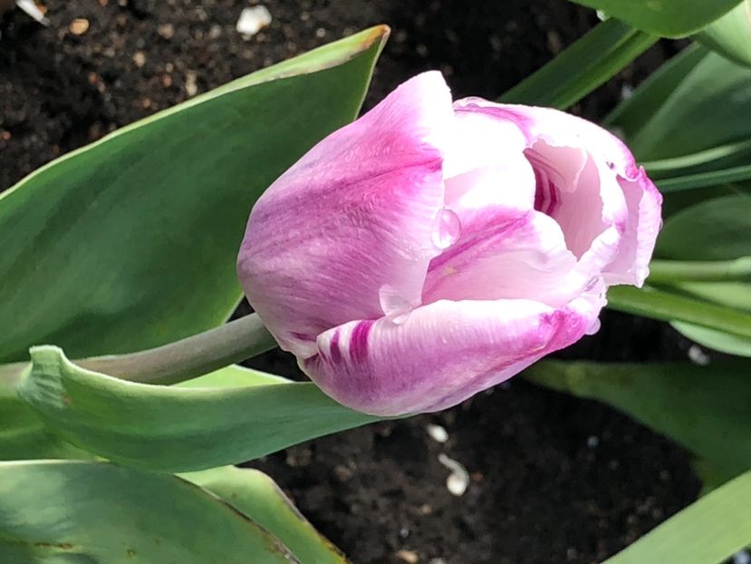 2C697D7F-B158-4C5E-8365-C702FF188661 - FLORILE MELE 2021 nr 1