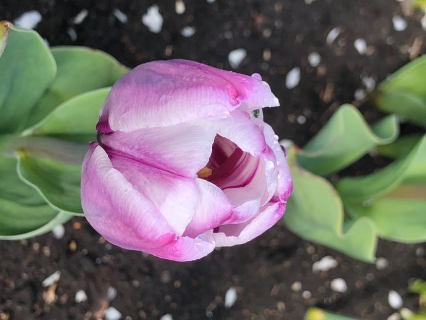 B5B2605B-9425-46E6-B66C-54E41E4F6548 - FLORILE MELE 2021 nr 1