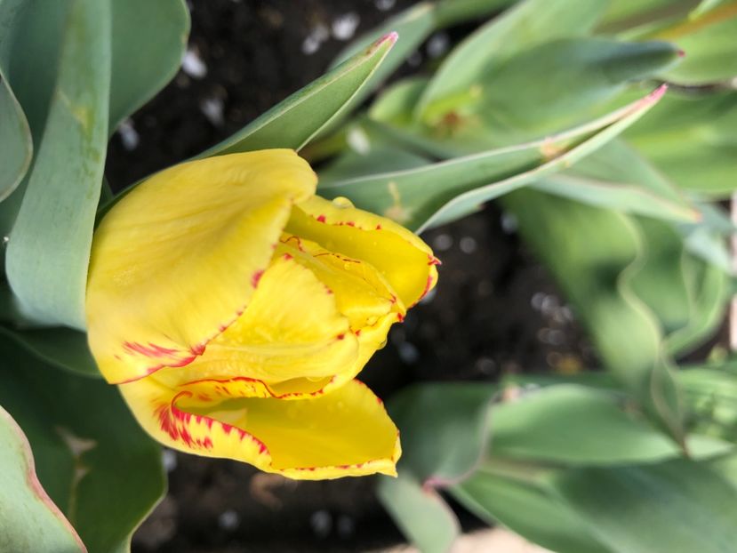 8E7B4D29-FAB0-4455-92D5-23D0870000C2 - FLORILE MELE 2021 nr 1