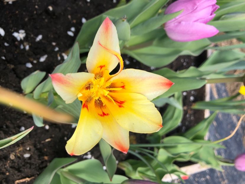 B3F1F972-32CA-408D-9AA7-4B7D1E87856D - FLORILE MELE 2021 nr 1