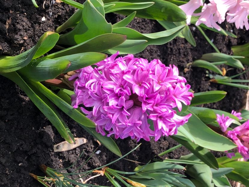 8FAC6BED-FD62-4DE1-A16A-8EB760745EAF - FLORILE MELE 2021 nr 1