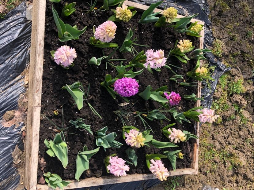 890D3A2E-17E4-47EB-AFA7-EBC6CC7E4445 - FLORILE MELE 2021 nr 1