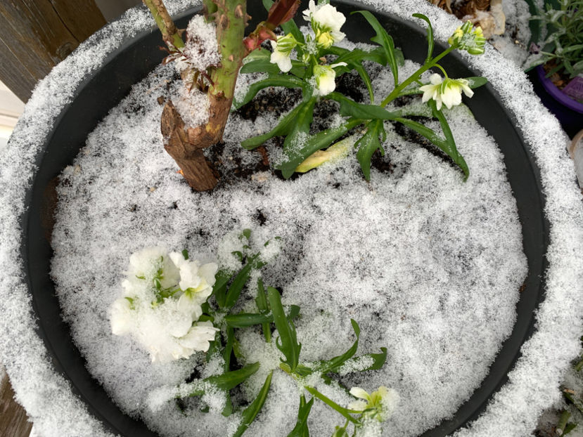  - Jurnalul gradinii 2021