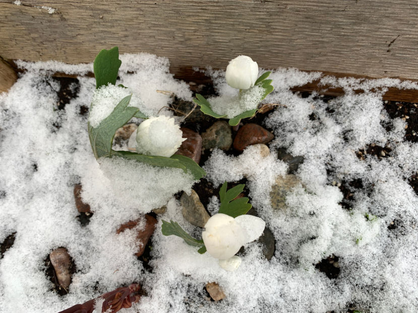  - Jurnalul gradinii 2021