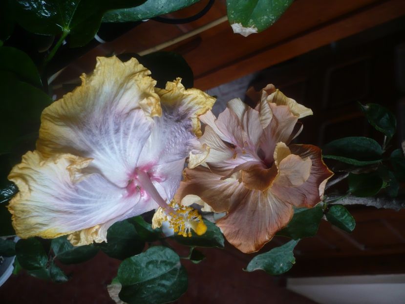 P1470560 - HIBISCUSI 2021-1