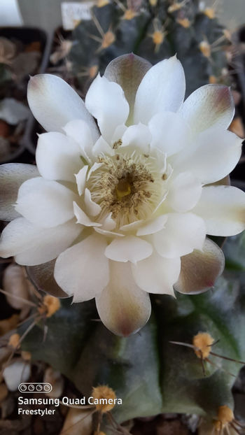 21.04.2021 - Gymnocalycium damsii