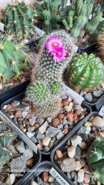 21.04.2021 - Mammillaria zeilmanniana