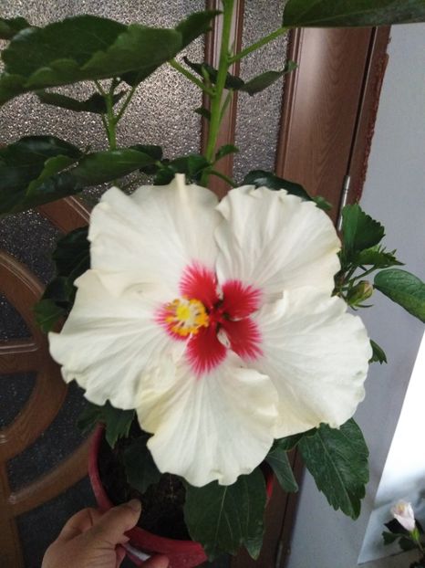  - HIBISCUS 2021