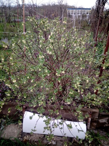 2021- 15. 04 a inflorit lonicera k..... - Lonicera kamtschatica