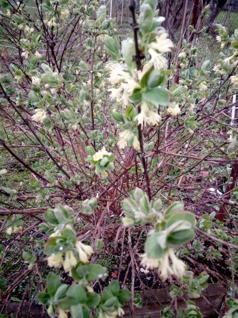 bucurie mare pentru albinute. - Lonicera kamtschatica