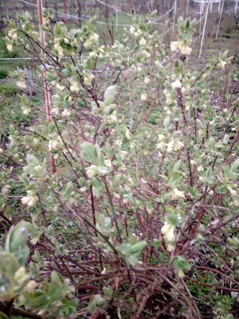  - Lonicera kamtschatica