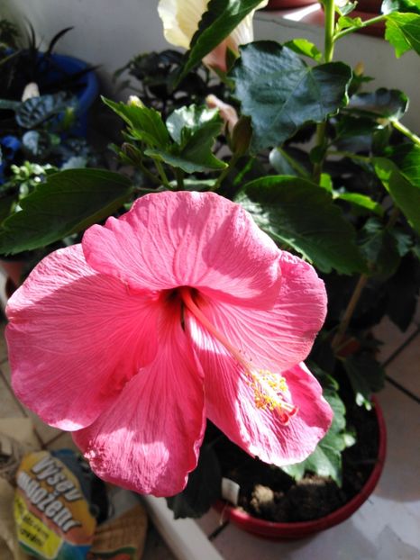  - HIBISCUS 2021