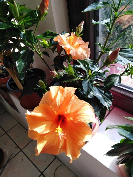  - HIBISCUS 2021