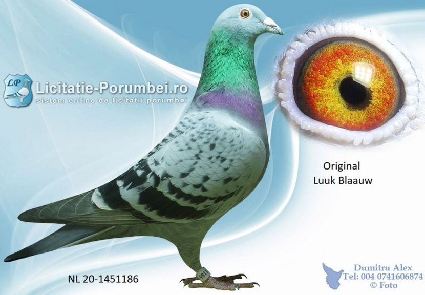  - Achizitii porumbei -2021