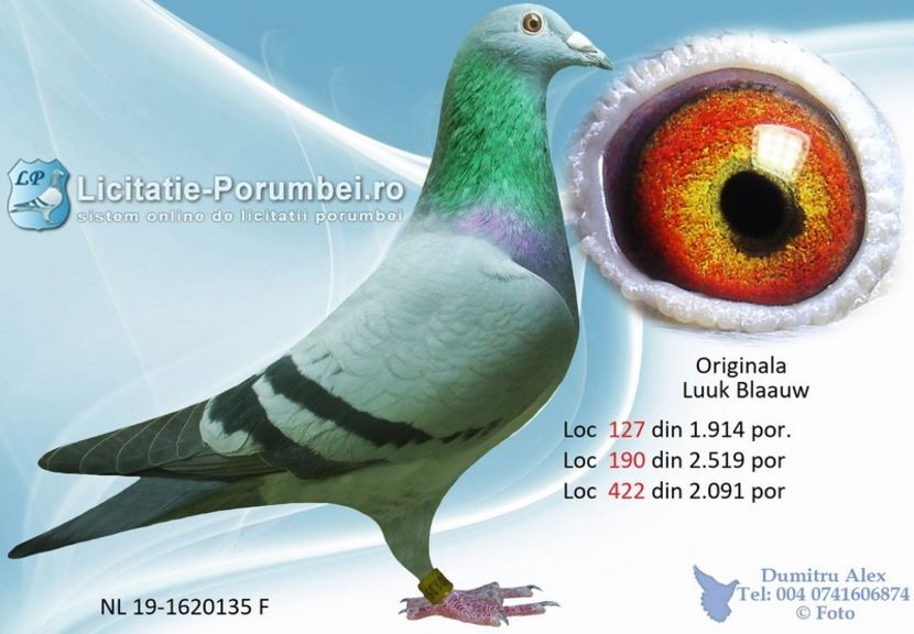  - Achizitii porumbei -2021