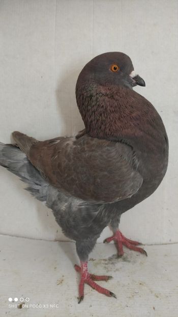 M 2020 vandut - De vanzare kingi