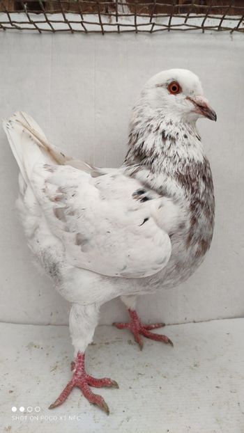 M 2020 vandut - De vanzare kingi