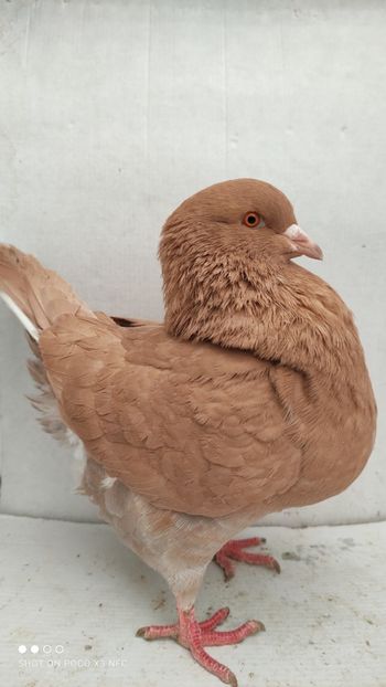 F 2019 vanduta - De vanzare kingi