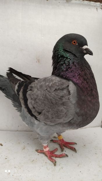 F 2019 vanduta - De vanzare kingi