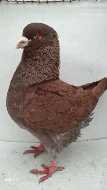 M 2019 vandut - De vanzare kingi