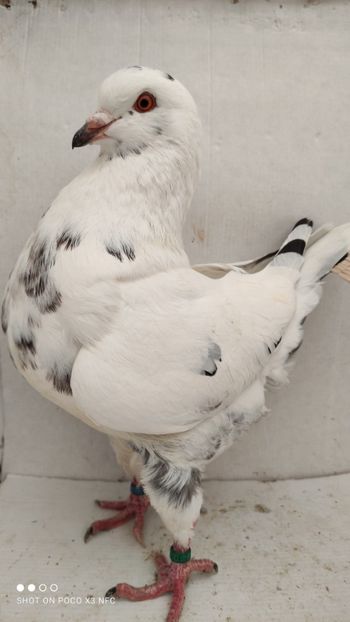 F 2019 vanduta - De vanzare kingi