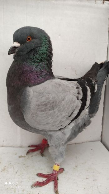 M 2019 vandut - De vanzare kingi