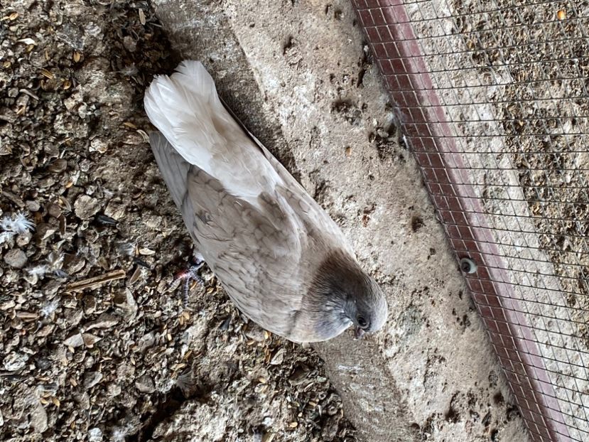 8D1762B5-C6E4-4473-A466-65C5E59297A5 - Vargati cu dunga alba