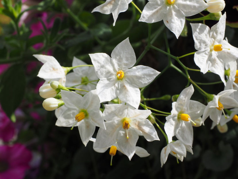 solanum alb - de vanzare