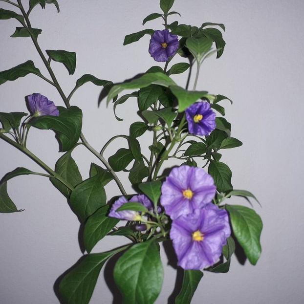 solanum rantoneti albastru - de vanzare