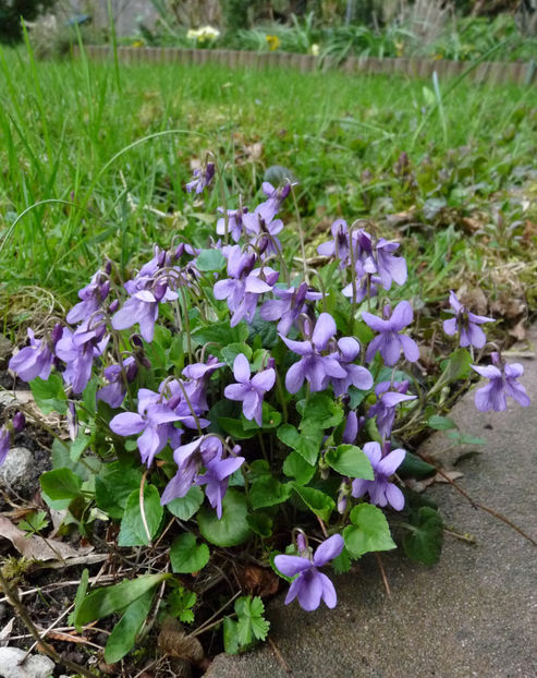  - 2021 - 01 - Primavara