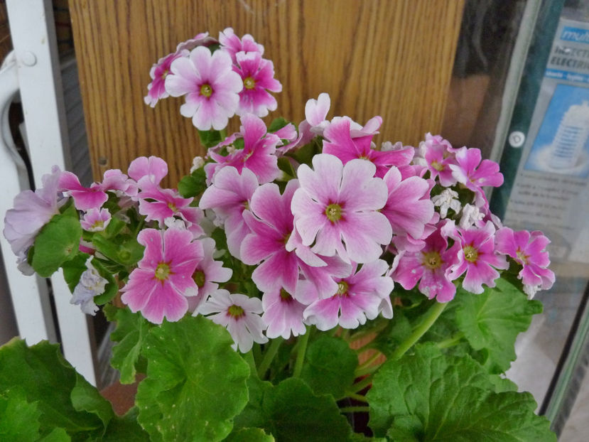  - 2021 - 01 - Primavara