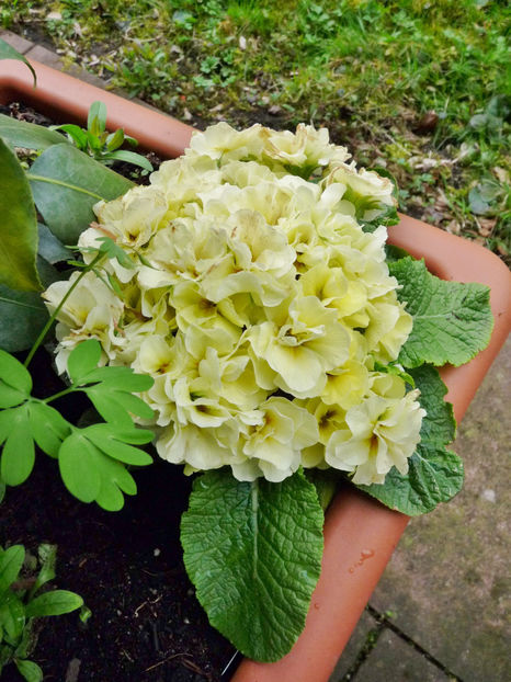  - 2021 - 01 - Primavara