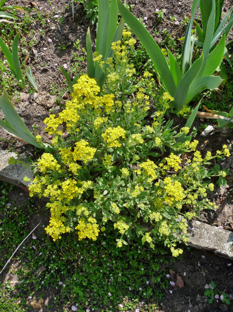  - 2021 - 01 - Primavara