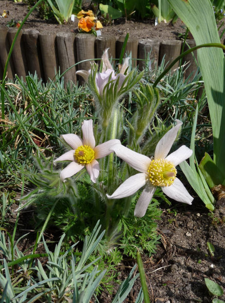  - 2021 - 01 - Primavara