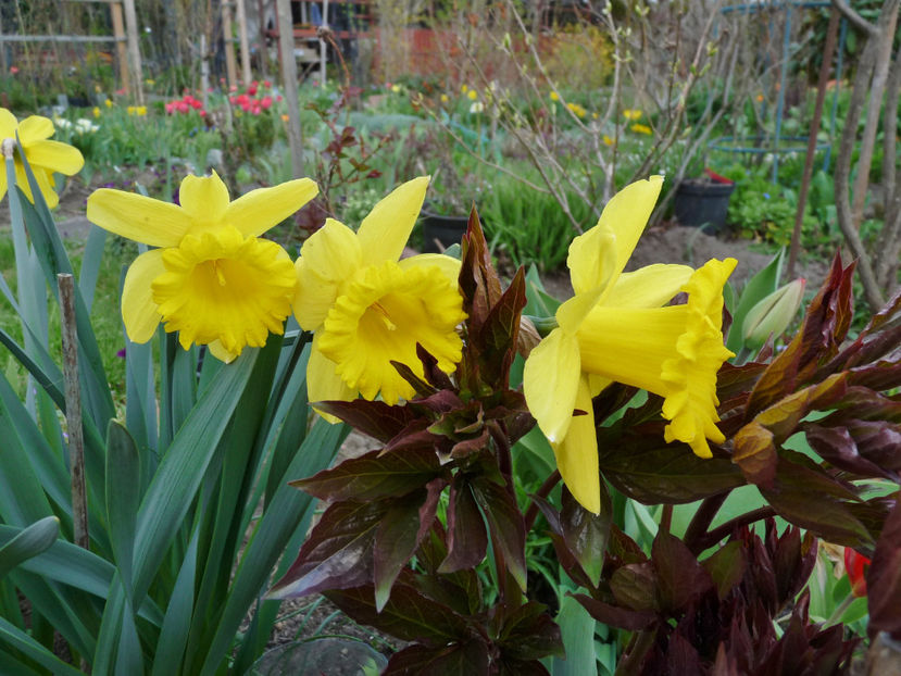  - 2021 - 01 - Primavara