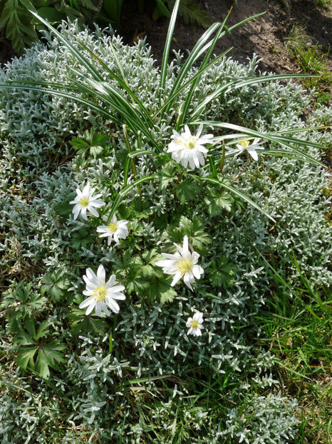  - 2021 - 01 - Primavara