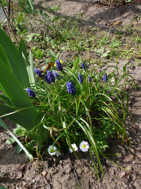  - 2021 - 01 - Primavara