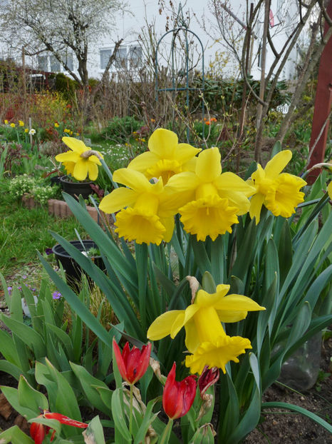  - 2021 - 01 - Primavara