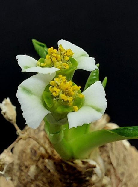 Euphorbia primulifolia - Whish list pentru viata urmatoare2