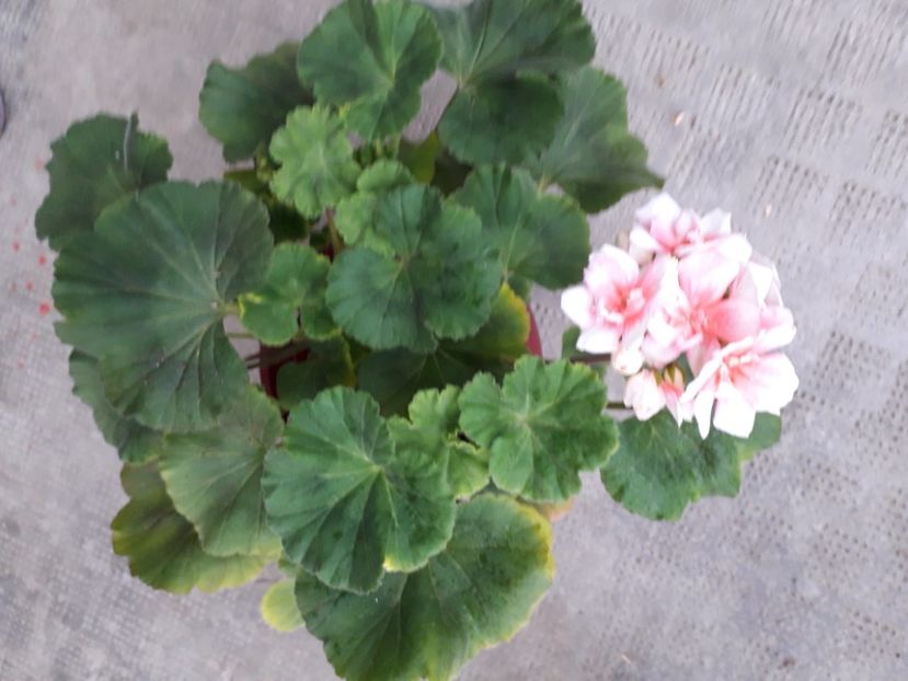 20210420_071218[1] - muscate