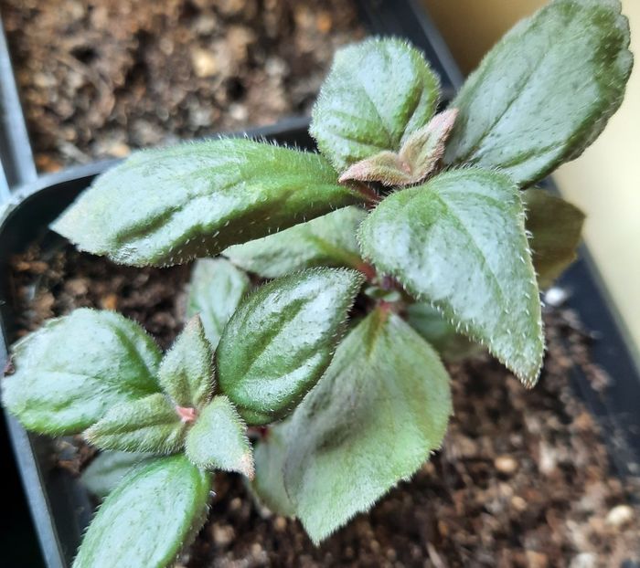 20210422_152340~3 - BRID-s NATALY