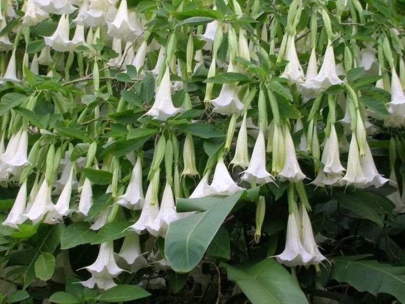 Angel Trumpet- Trompeta Îngerului ♥️ - - 5 - Konnichiwa