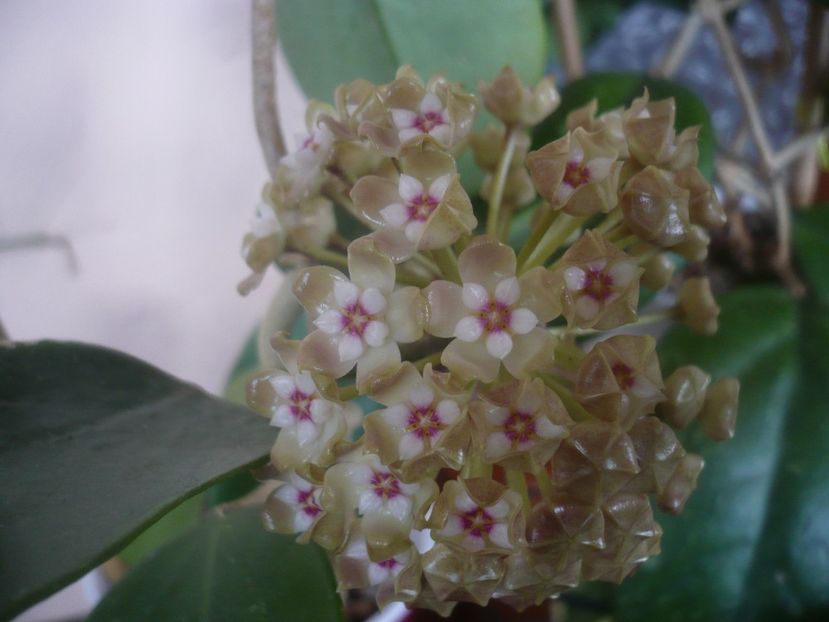 22.04.2021 - HOYA 2021-1