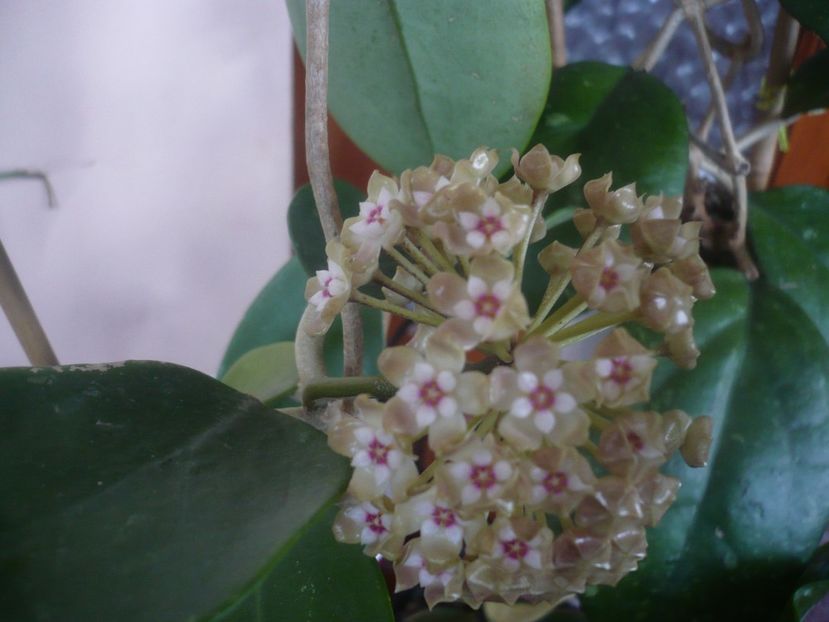 P1470564 - HOYA 2021-1