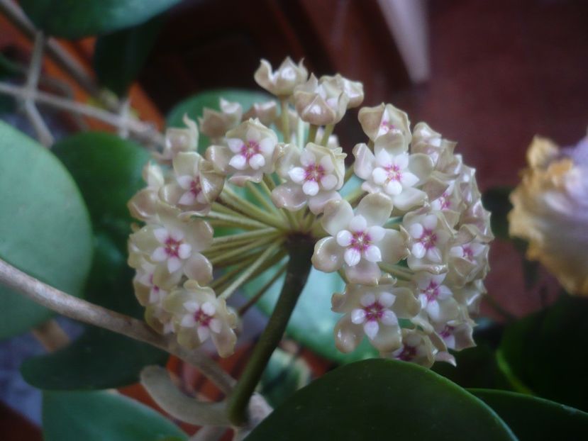 P1470565 - HOYA 2021-1