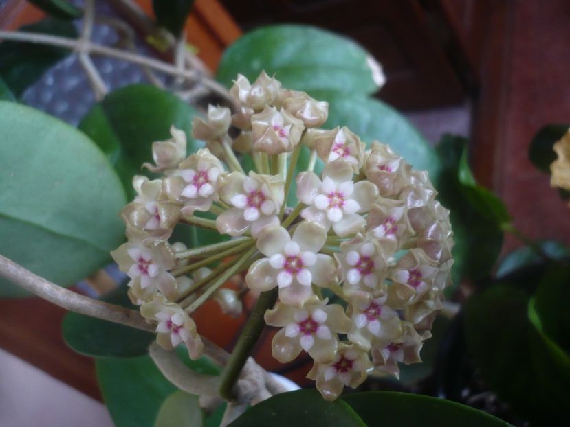 P1470567 - HOYA 2021-1